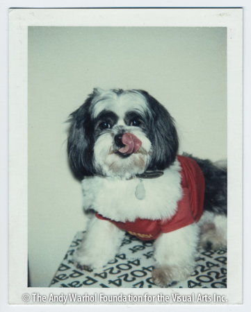 Dog, 1985 Polaroid Polacolor ER. 4.25" x 3.375"